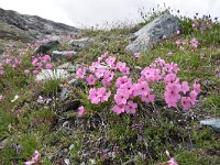 Dianthus sylvestris 29, Saxifraga-Luuk Vermeer