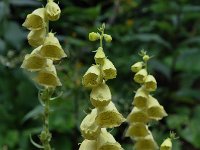 Digitalis grandiflora 22, Grootbloemig vingerhoedskruid, Saxifraga-Harry Jans