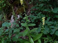 Digitalis grandiflora 26, Grootbloemig vingerhoedskruid, Saxifraga-Ed Stikvoort