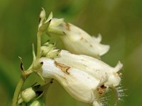 Digitalis lutea 20, Geel vingerhoedskruid, Saxifraga-Sonja Bouwman  Geel vingerhoedskruid - Digitalis lutea - Plantaginaceae familie