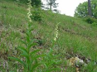 Digitalis lutea 28, Geel vingerhoedskruid, Saxifraga-Ed Stikvoort : viroin2011