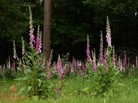 Digitalis purpurea 49, Vingerhoedskruid, Saxifraga-Ed Stikvoort