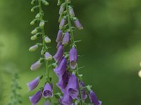 Digitalis purpurea 56, Vingerhoedskruid, Saxifraga-Luuk Vermeer