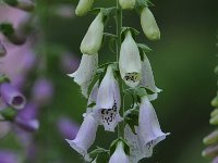 Digitalis purpurea 57, Vingerhoedskruid, Saxifraga-Luuk Vermeer