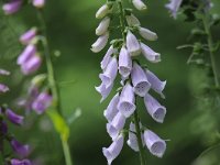 Digitalis purpurea 58, Vingerhoedskruid, Saxifraga-Luuk Vermeer