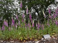 Digitalis purpurea 59, Vingerhoedskruid, Saxifraga-Luuk Vermeer