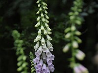 Digitalis purpurea 66, Vingerhoedskruid, Saxifraga-Luuk Vermeer