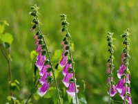 Digitalis purpurea 68, Vingerhoedskruid, Saxifraga-Bart Vastenhouw