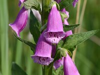 Digitalis purpurea 73, Vingerhoedskruid, Saxifraga-Sonja Bouwman