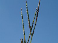 Digitaria ischaemum 1, Glad vingergras, Saxifraga-Branko Bakan