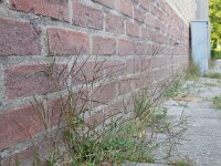 Digitaria sanguinalis 12, Harig vingergras, Saxifraga-Ed Stikvoort