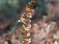 Dipcadi serotinum 20, Saxifraga-Harry Jans