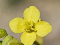 Diplotaxis harra 3, Saxifraga-Sonja Bouwman  Diplotaxis harra - Brassicaceae familie; Rioja, Retamar (Es)