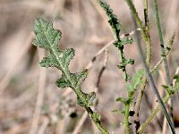 Diplotaxis virgata