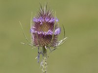 Dipsacus fullonum 38, Grote kaardenbol, Saxifraga-Jan Nijendijk