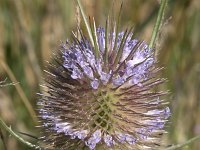 Dipsacus fullonum 41, Grote kaardebol, Saxifraga-Willem van Kruijsbergen