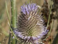 Dipsacus fullonum 42, Grote kaardebol, Saxifraga-Willem van Kruijsbergen