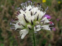 Dipsacus pilosus 1, Kleine kaardenbol, Saxifraga-Rutger Barendse