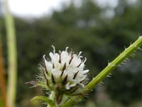 Dipsacus pilosus 11, Kleine kaardenbol, Saxifraga-Rutger Barendse