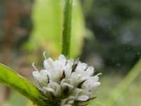 Dipsacus pilosus 12, Kleine kaardenbol, Saxifraga-Rutger Barendse