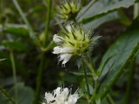 Dipsacus pilosus 13, Kleine kaardenbol, Saxifraga-Ed Stikvoort