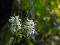 Dipsacus pilosus 15, Kleine kaardenbol, Saxifraga-Ed Stikvoort