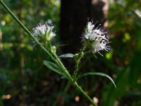 Dipsacus pilosus 18, Kleine kaardenbol, Saxifraga-Ed Stikvoort