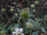 Dipsacus pilosus 19, Kleine kaardenbol, Saxifraga-Ed Stikvoort