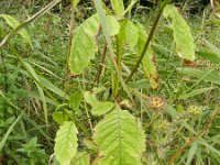 Dipsacus pilosus 22, Kleine kaardenbol, Saxifraga-Rutger Barendse