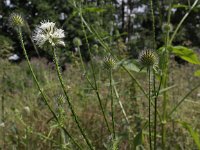 Dipsacus pilosus 3, Kleine kaardenbol, Saxifraga-Peter Meininger