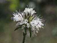 Dipsacus pilosus 5, Kleine kaardenbol, Saxifraga-Peter Meininger