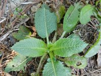 Dipsacus pilosus 8, Kleine kaardenbol, Saxifraga-Rutger Barendse