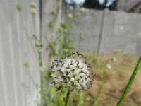 Dipsacus pilosus 9, Kleine kaardenbol, Saxifraga-Rutger Barendse