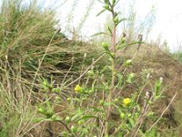 Dittrichia graveolens 11, Kamferalant, Saxifraga-Rutger Barendse