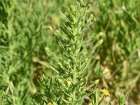 Dittrichia viscosa ssp viscosa 18, Saxifraga-Sonja Bouwman  Z26. Kleverige alant, false yellowhead - Dittrichia viscosa ssp. viscosa - Asteraceae familie