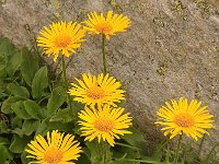 Doronicum clusii 8, Saxifraga-Harry Jans