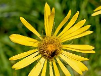 Doronicum grandiflorum 36, Saxifraga-Sonja Bouwman  Voorjaarszonnebloem - Doronicum grandiflorum - Asteraceae familie; Alp Trider (Zw)