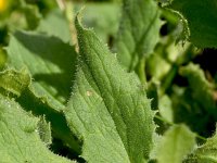 Doronicum grandiflorum 37, Saxifraga-Sonja Bouwman  Voorjaarszonnebloem - Doronicum grandiflorum - Asteraceae familie