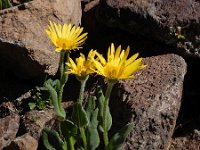 Doronicum oblongifolium 3, Saxifraga-Ed Stikvoort