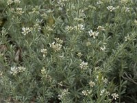 Dorycnium pentaphyllum 11, Saxifraga-Willem van Kruijsbergen