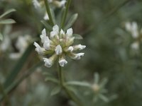 Dorycnium pentaphyllum 8, Saxifraga-Willem van Kruijsbergen