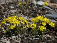 Draba aizoides ssp aizoides 48, Saxifraga-Luuk Vermeer