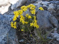 Draba aizoides ssp aizoides 49, Saxifraga-Luuk Vermeer