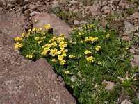 Draba bruniifolia 2, Saxifraga-Ed Stikvoort