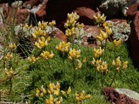 Draba bruniifolia 5, Saxifraga-Ed Stikvoort