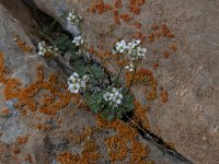 Draba dubia