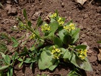 Draba nemorosa 4, Saxifraga-Ed Stikvoort