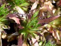 Draba sauteri 2, Saxifraga-Sonja Bouwman  Draba sauteri - Brassicaceae familie