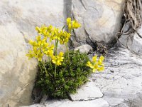 Draba sauteri 3, Saxifraga-Luuk Vermeer