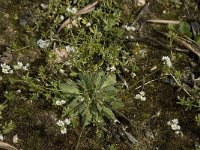 Draba verna